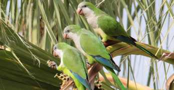 Garriti nidi giganti danni alle colture: in Puglia e invasione di parrocchetti